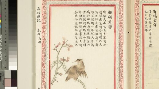 毛诗品物图考（三）册 翩翩者鵻 2.jpg