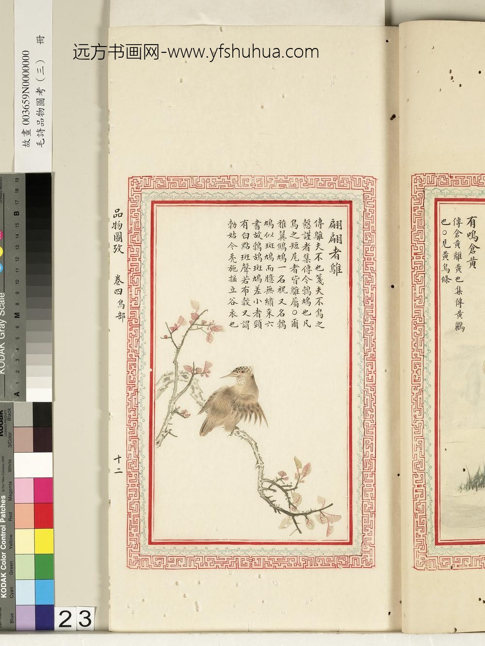 毛诗品物图考（三）册-翩翩者鵻-