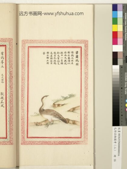 毛诗品物图考（三）册 肃肃鸨羽 1.jpg