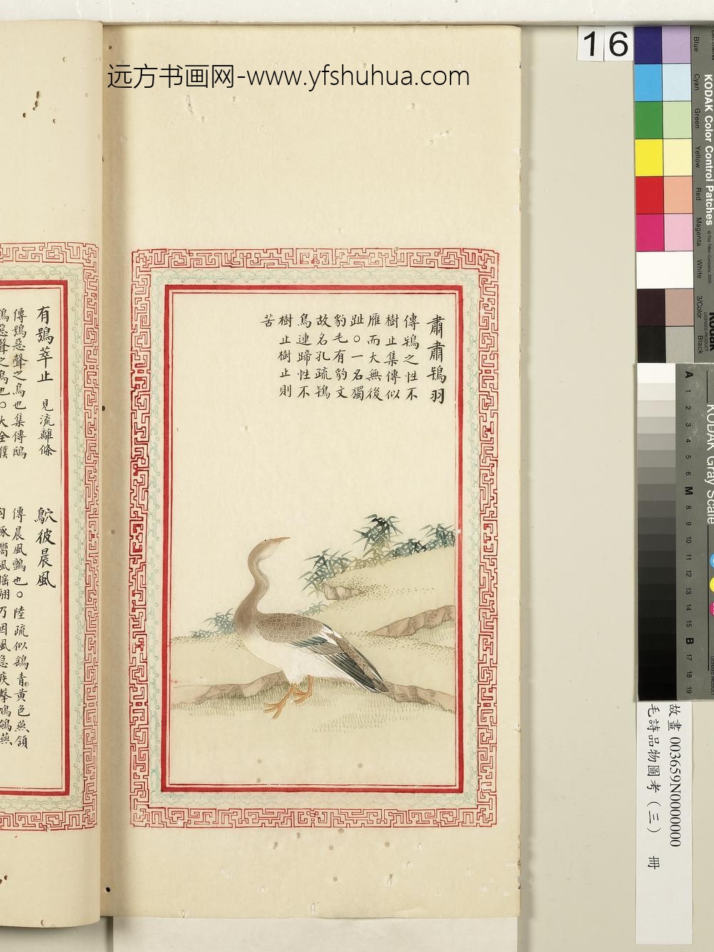 毛诗品物图考（三）册-肃肃鸨羽-