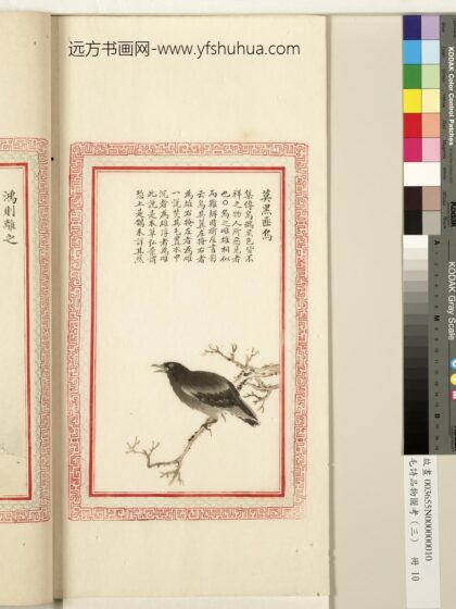 毛诗品物图考（三）册 莫黑匪乌 1.jpg