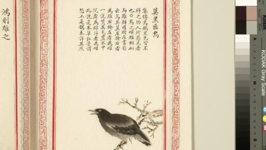 毛诗品物图考（三）册 莫黑匪乌 1.jpg
