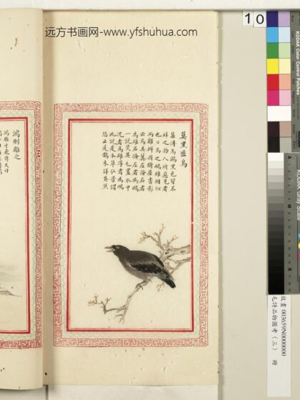毛诗品物图考（三）册 莫黑匪乌 2.jpg