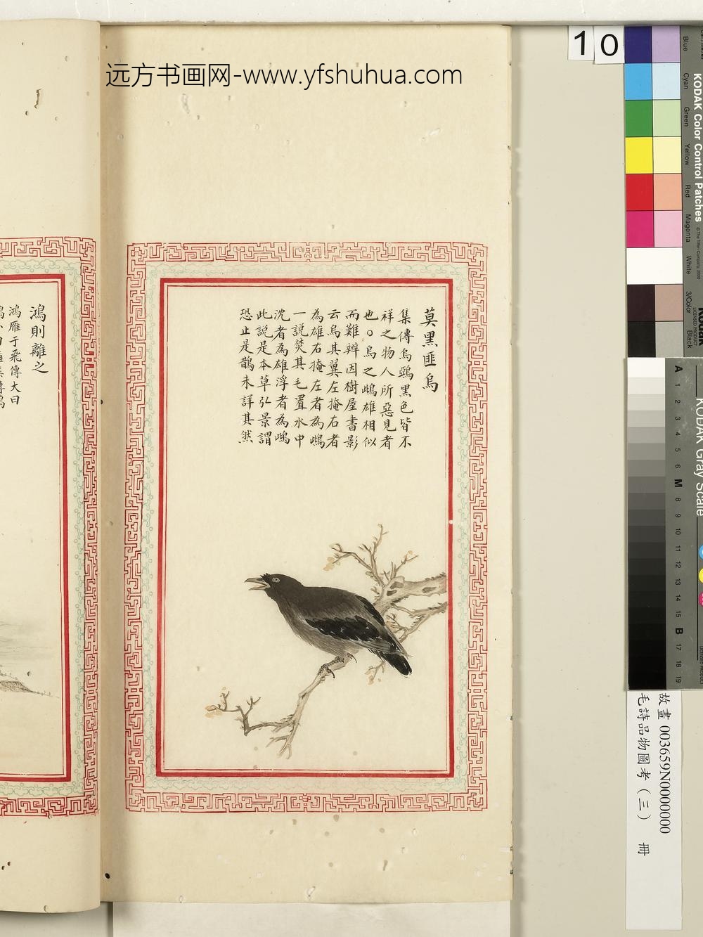 毛诗品物图考（三）册-莫黑匪乌-