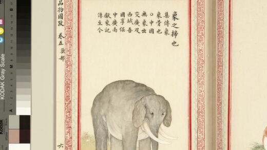 毛诗品物图考（三）册 象之揥也 1.jpg