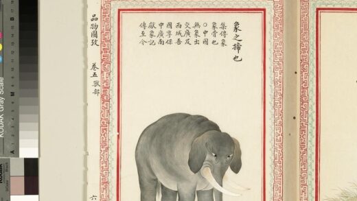 毛诗品物图考（三）册 象之揥也 2.jpg