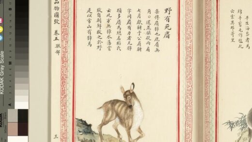 毛诗品物图考（三）册 野有死麕 1.jpg