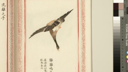 毛诗品物图考（三）册 雝雝鸣雁 1.jpg