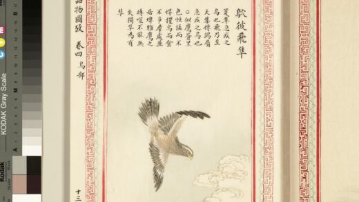 毛诗品物图考（三）册 鴥彼飞隼 1.jpg