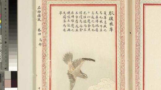 毛诗品物图考（三）册 鴥彼飞隼 2.jpg