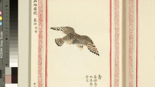 毛诗品物图考（三）册 鸢 1.jpg