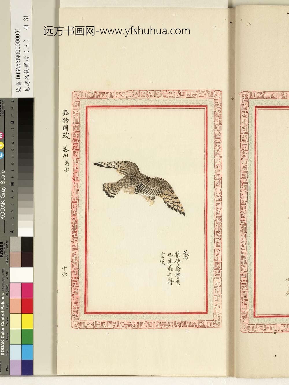 毛诗品物图考（三）册-鸢-