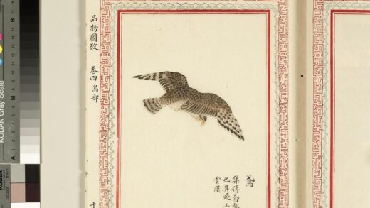 毛诗品物图考（三）册 鸢 2.jpg