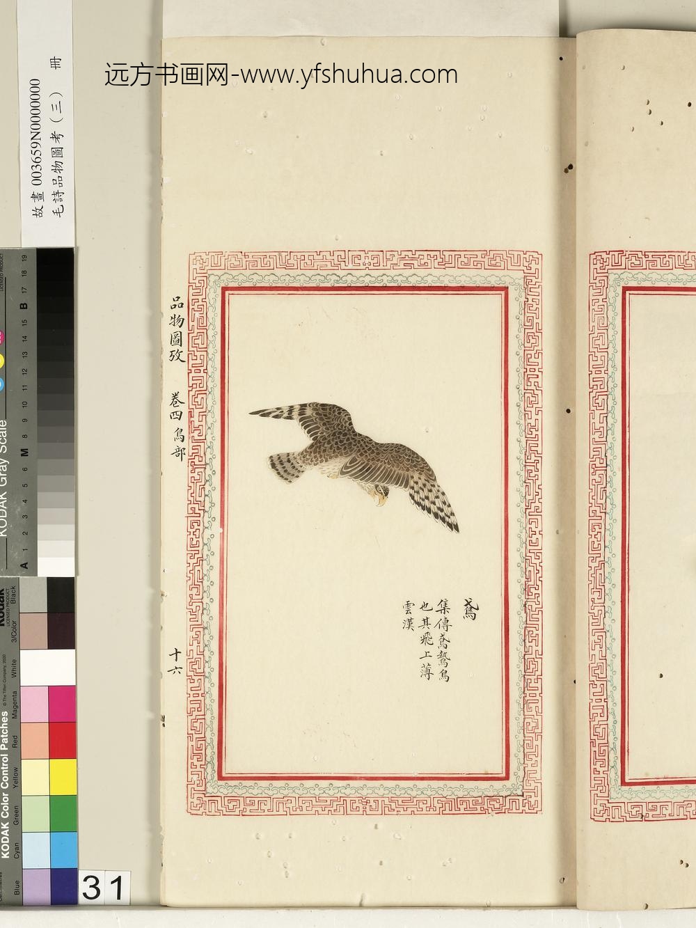 毛诗品物图考（三）册-鸢-