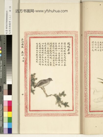 毛诗品物图考（三）册 鸤鸠在桑 1.jpg