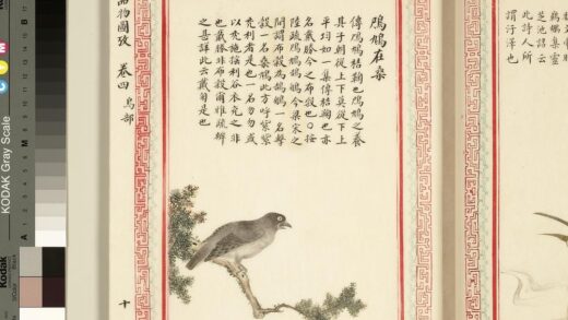 毛诗品物图考（三）册 鸤鸠在桑 1.jpg