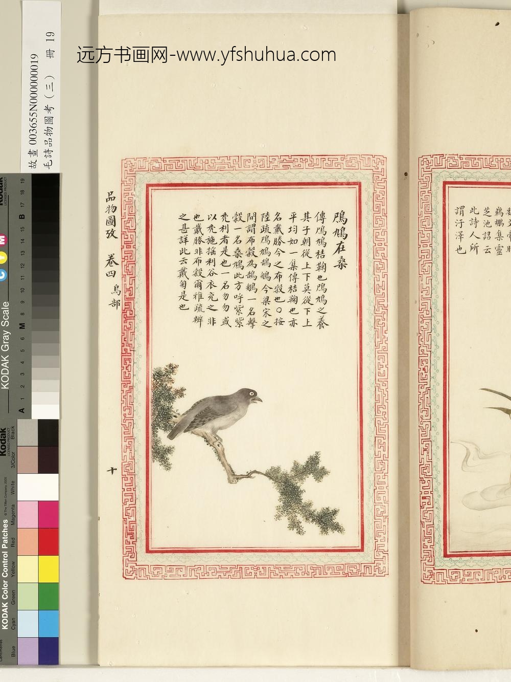 毛诗品物图考（三）册-鸤鸠在桑-