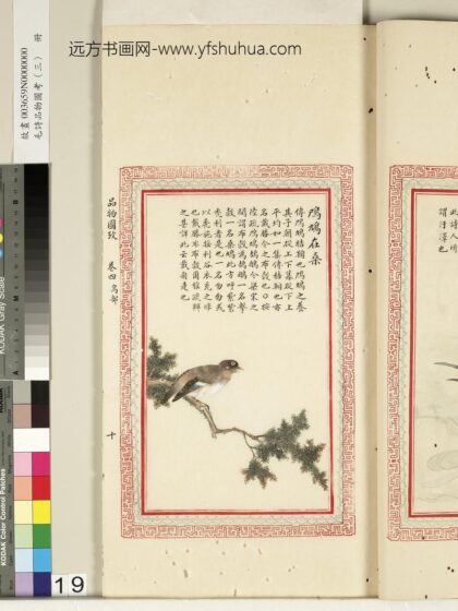 毛诗品物图考（三）册 鸤鸠在桑 2.jpg