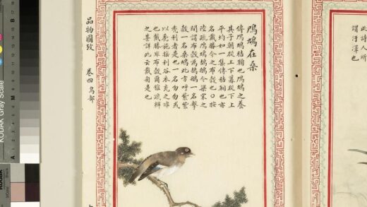 毛诗品物图考（三）册 鸤鸠在桑 2.jpg
