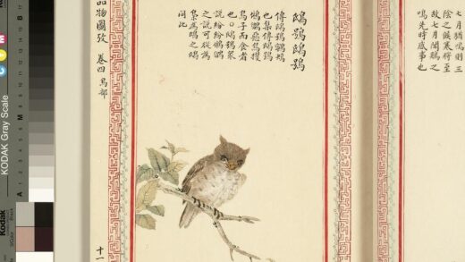 毛诗品物图考（三）册 鸱鸮鸱鸮 1.jpg