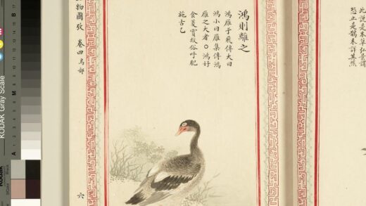 毛诗品物图考（三）册 鸿则离之 1.jpg