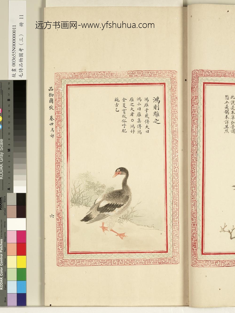 毛诗品物图考（三）册-鸿则离之-