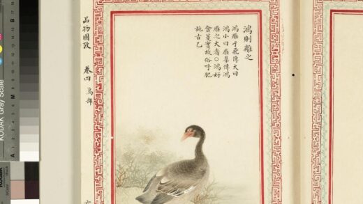 毛诗品物图考（三）册 鸿则离之 2.jpg