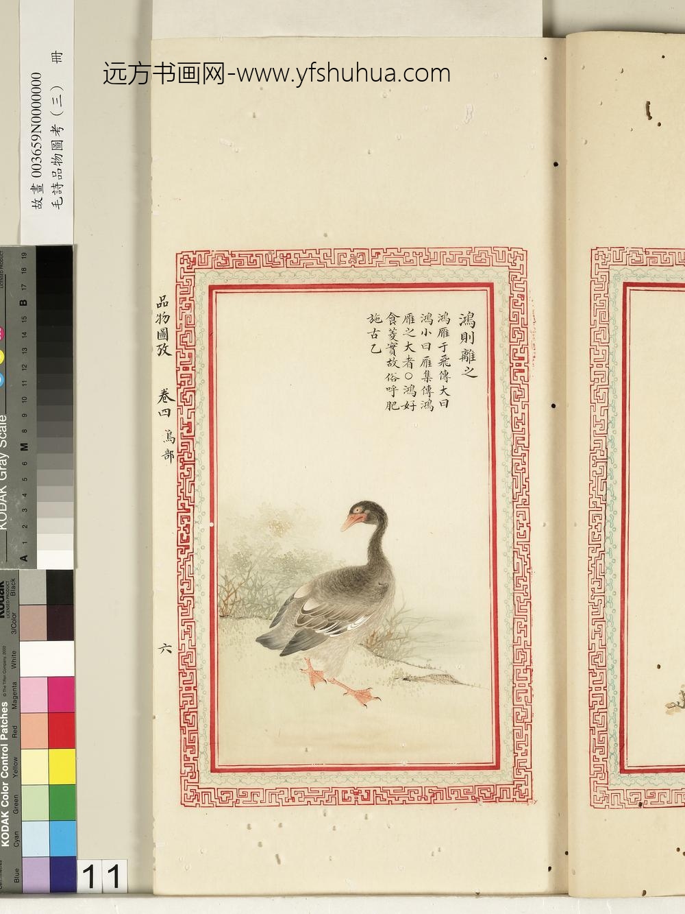 毛诗品物图考（三）册-鸿则离之-