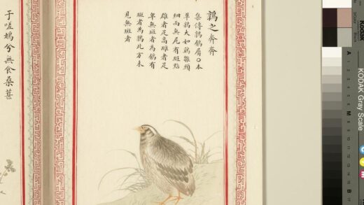 毛诗品物图考（三）册 鹑之奔奔 1.jpg