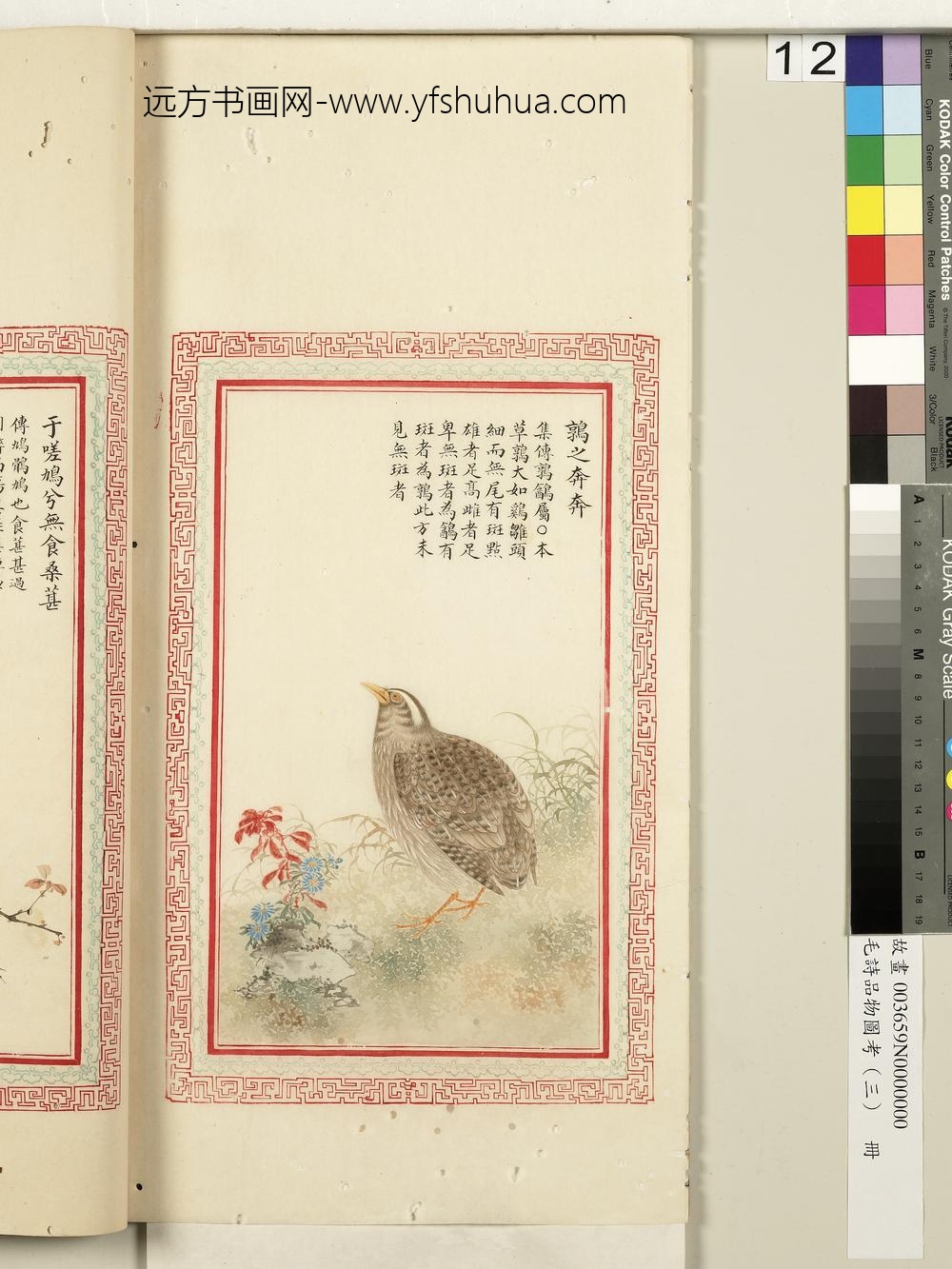 毛诗品物图考（三）册-鹑之奔奔-