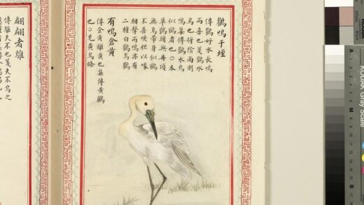 毛诗品物图考（三）册 鹳鸣于垤有鸣仓黄 2.jpg