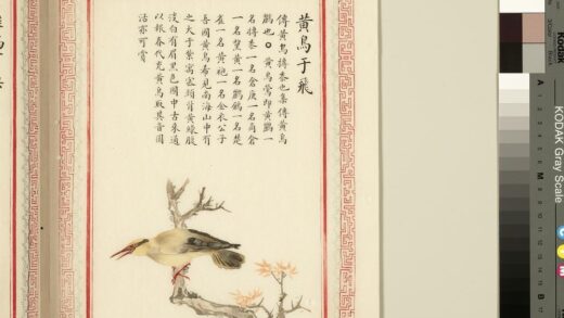 毛诗品物图考（三）册 黄鸟于飞 1.jpg