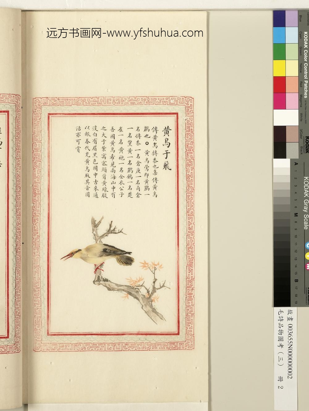 毛诗品物图考（三）册-黄鸟于飞-