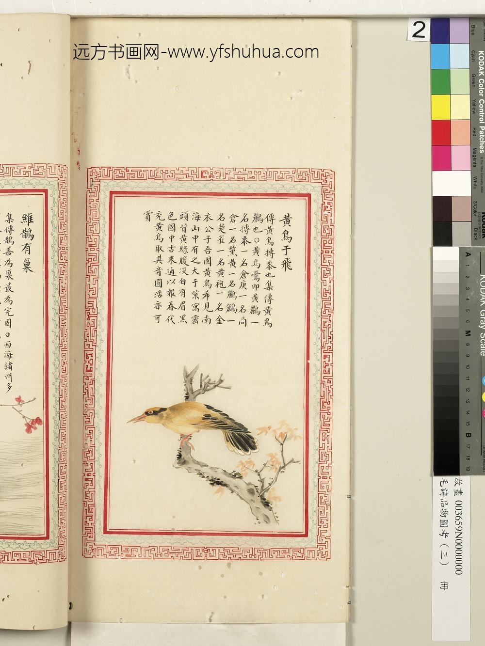 毛诗品物图考（三）册-黄鸟于飞-