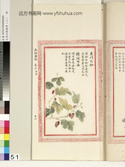 毛诗品物图考（二）册 东门之枌猗彼女桑 1.jpg