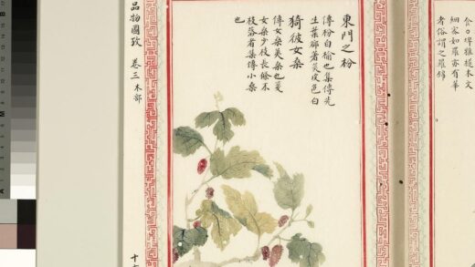 毛诗品物图考（二）册 东门之枌猗彼女桑 1.jpg