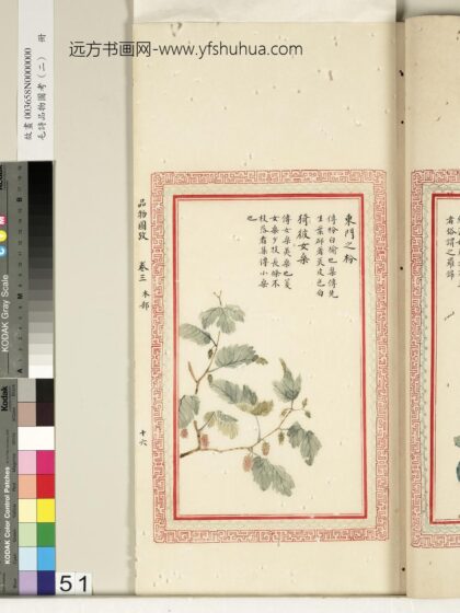 毛诗品物图考（二）册 东门之枌猗彼女桑 2.jpg