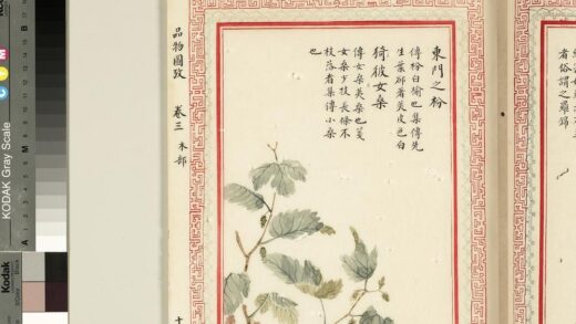 毛诗品物图考（二）册 东门之枌猗彼女桑 2.jpg