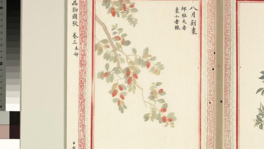 毛诗品物图考（二）册 八月剥枣 1.jpg
