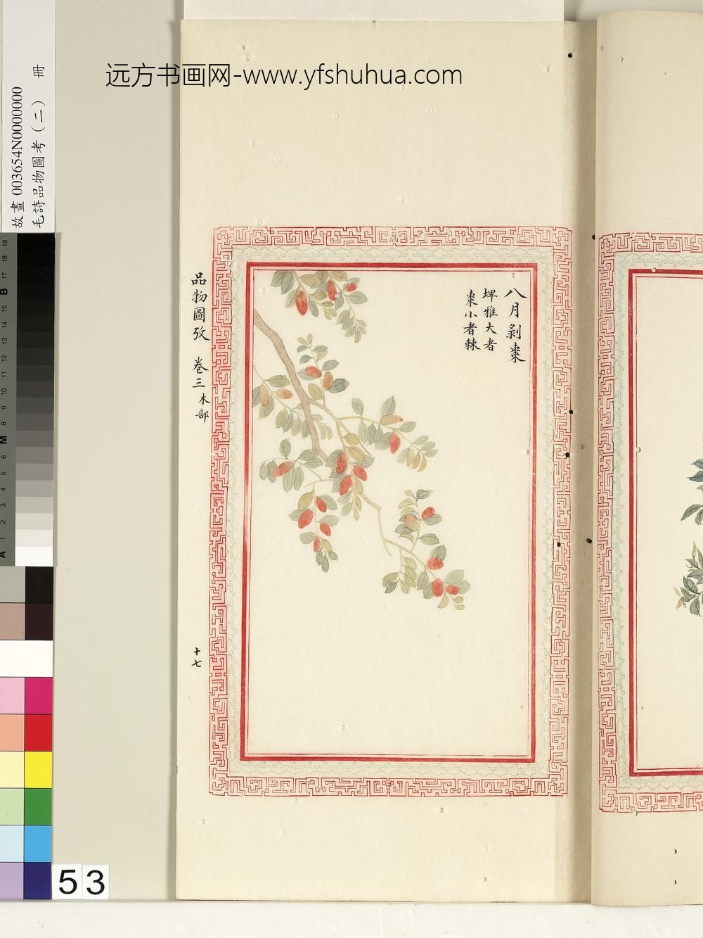 毛诗品物图考（二）册-八月剥枣-