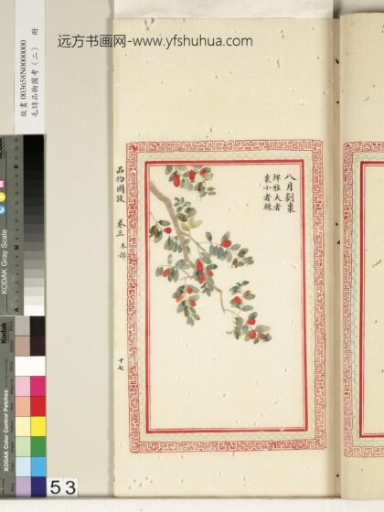 毛诗品物图考（二）册 八月剥枣 2.jpg
