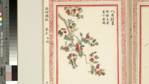 毛诗品物图考（二）册 八月剥枣 2.jpg