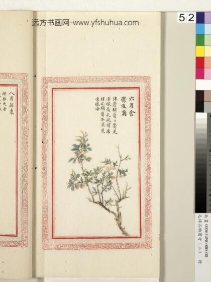 毛诗品物图考（二）册 六月食郁及薁 1.jpg