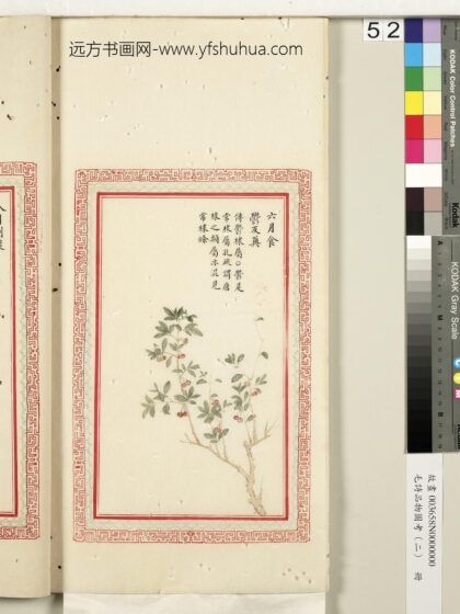 毛诗品物图考（二）册 六月食郁及薁 2.jpg