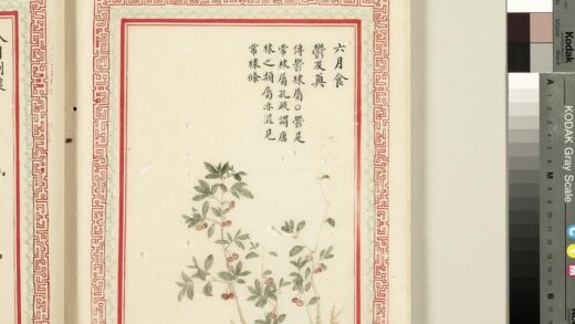 毛诗品物图考（二）册 六月食郁及薁 2.jpg