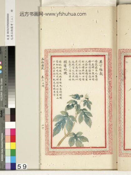 毛诗品物图考（二）册 其下维谷隰有杞桋 2.jpg