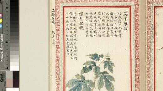 毛诗品物图考（二）册 其下维谷隰有杞桋 2.jpg