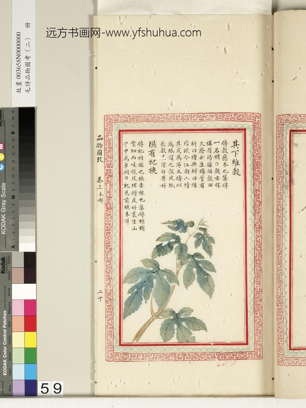 毛诗品物图考（二）册-其下维谷隰有杞桋-