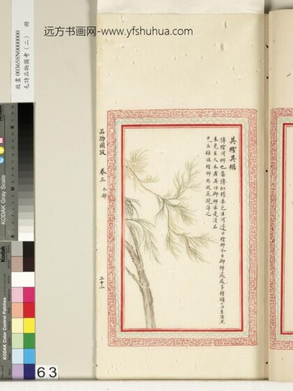 毛诗品物图考（二）册 其柽其椐 2.jpg