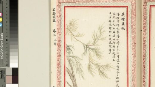 毛诗品物图考（二）册 其柽其椐 2.jpg